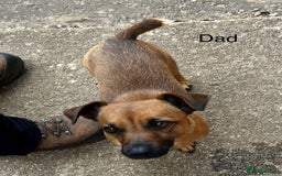 Jack Russell dogs for sale: ** Stunning Pure Miniature Jack Russell Pups ** - Image 21