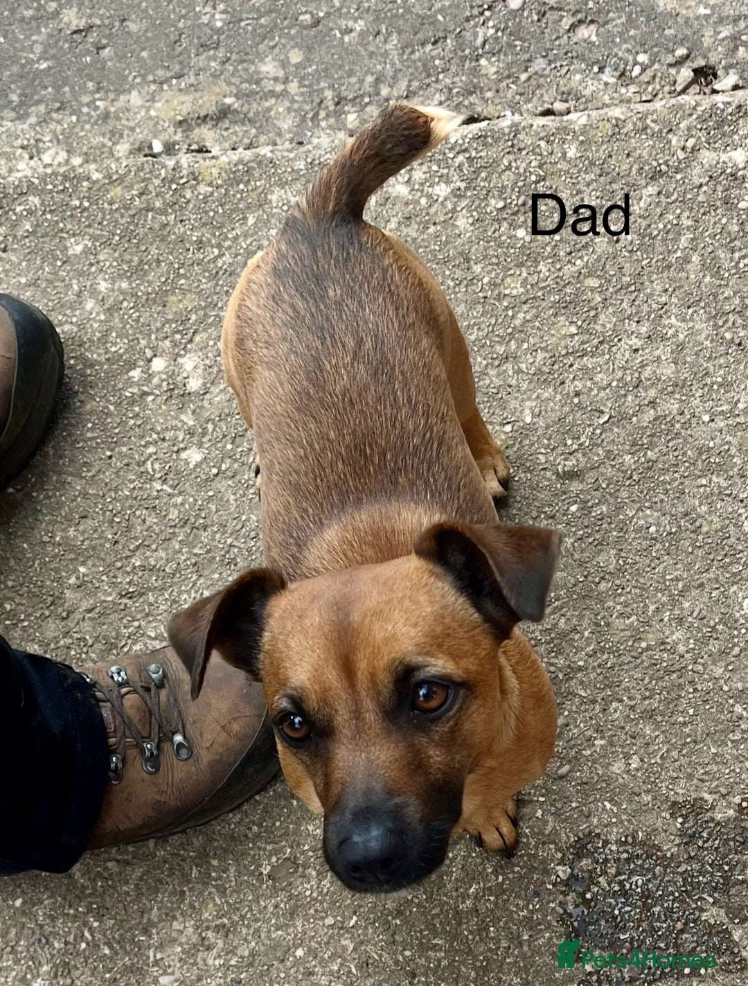 Jack Russell dogs for sale: ** Stunning Pure Miniature Jack Russell Pups ** - Image 21