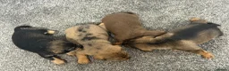 Mixed Breed dogs for sale: Miniature schnoxie/schnauzund puppy’s  - Advert 19