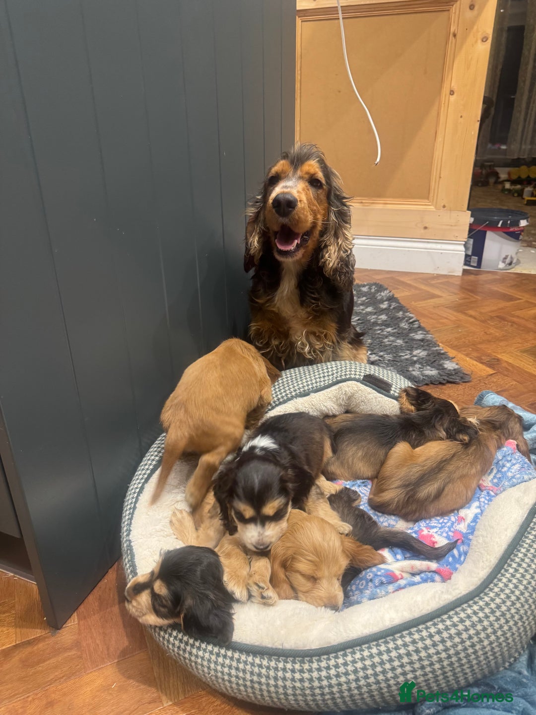 Cocker Spaniel dogs for sale: Gorgeous KC Show Cocker Spaniel Puppies - Advert 13