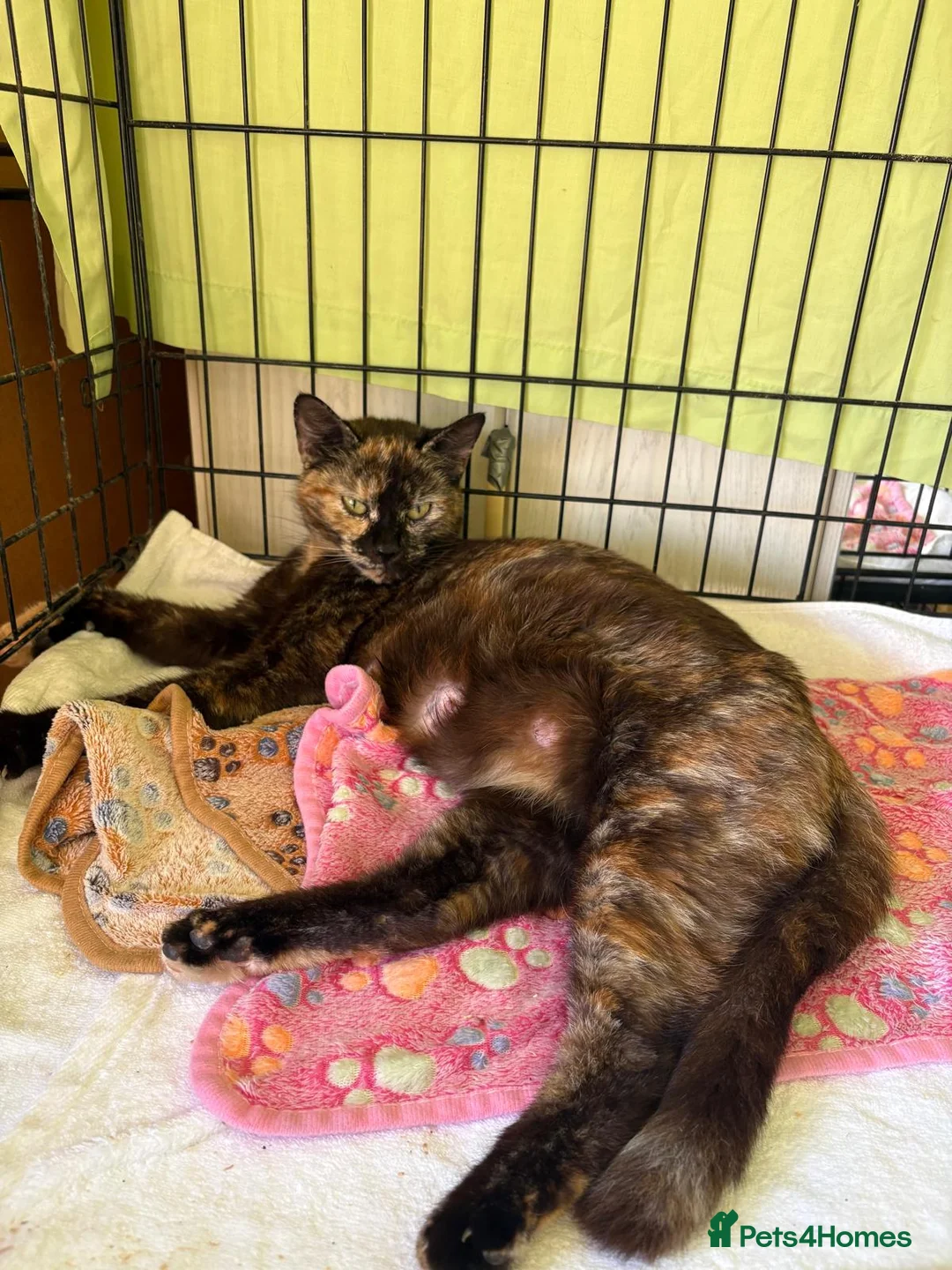 Mixed Breed cats for adoption: Ginger rescue kitten ready for new home - Advert 2