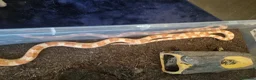 Mixed Breed reptiles for sale: Ball pythons boas and corns for sale  in Malvern - Advert 6