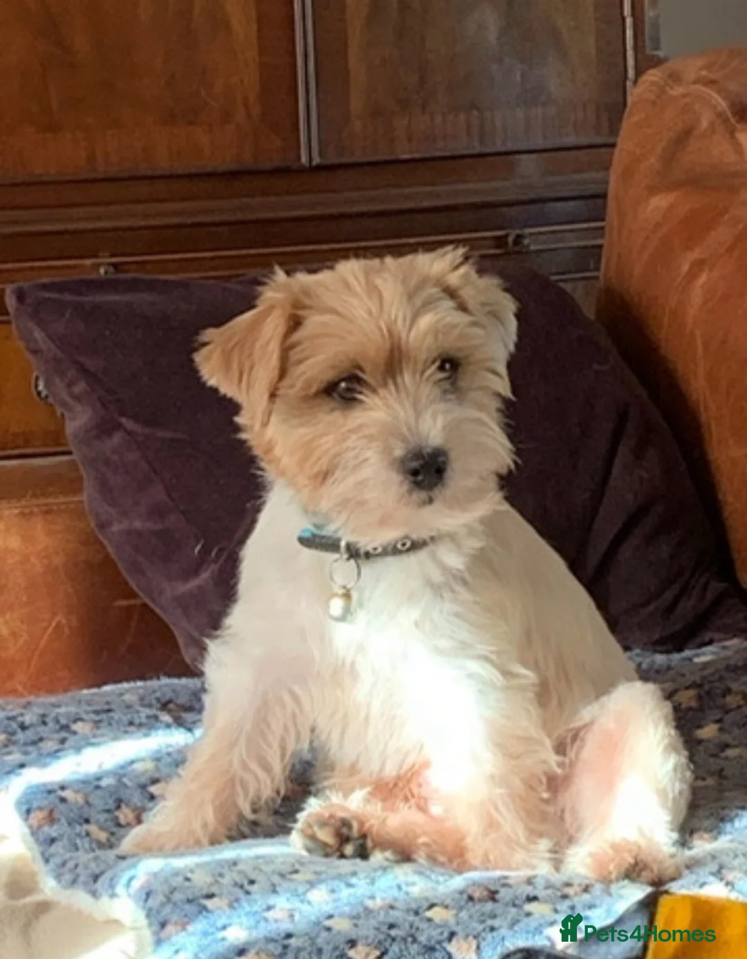 Jack Russell dogs for stud: Super KC Reg Health Test Rough Coat Jack Russell  - Advert 4