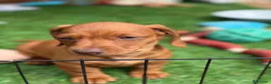 Miniature Dachshund Puppy 2