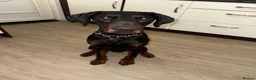 Dobermann dogs for sale: Doberman boy - Advert 9