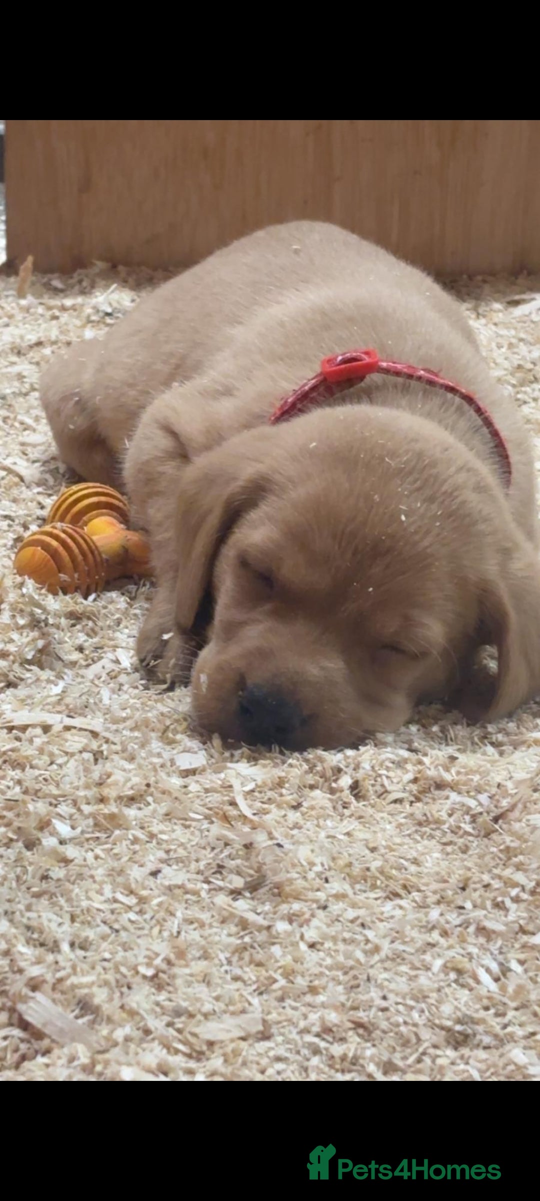 Labrador Retriever dogs for sale: Gorgeous red and golden Labrador puppies  - Image 10