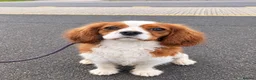 Cavalier King Charles Spaniel dogs for sale: Advanced trained cavaliers  - Advert 4