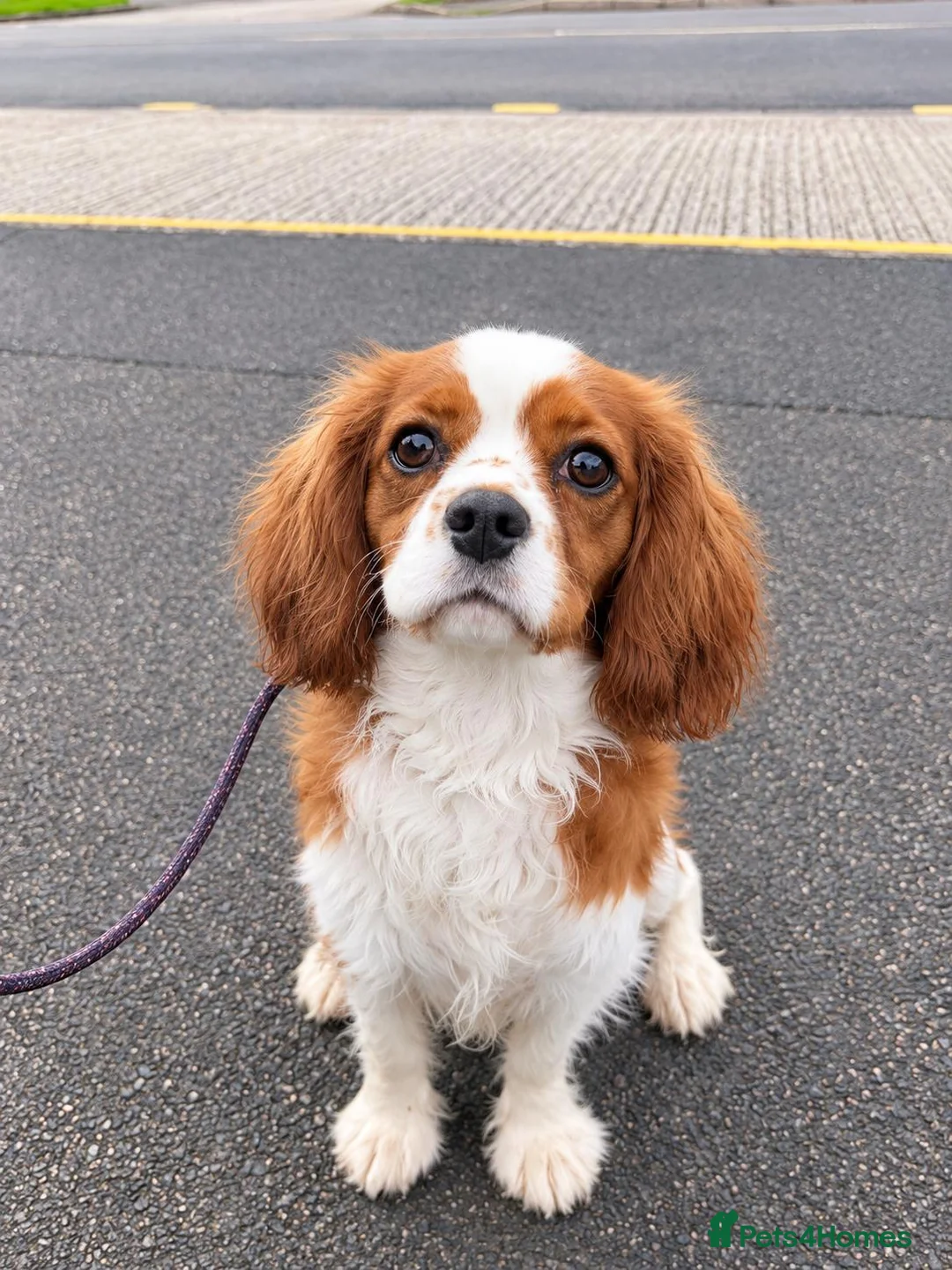 Cavalier King Charles Spaniel dogs for sale: Advanced trained cavaliers  - Advert 4