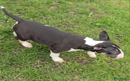 English Bull Terrier dogs for sale: Top Quality Health tested Pups  - Image 6
