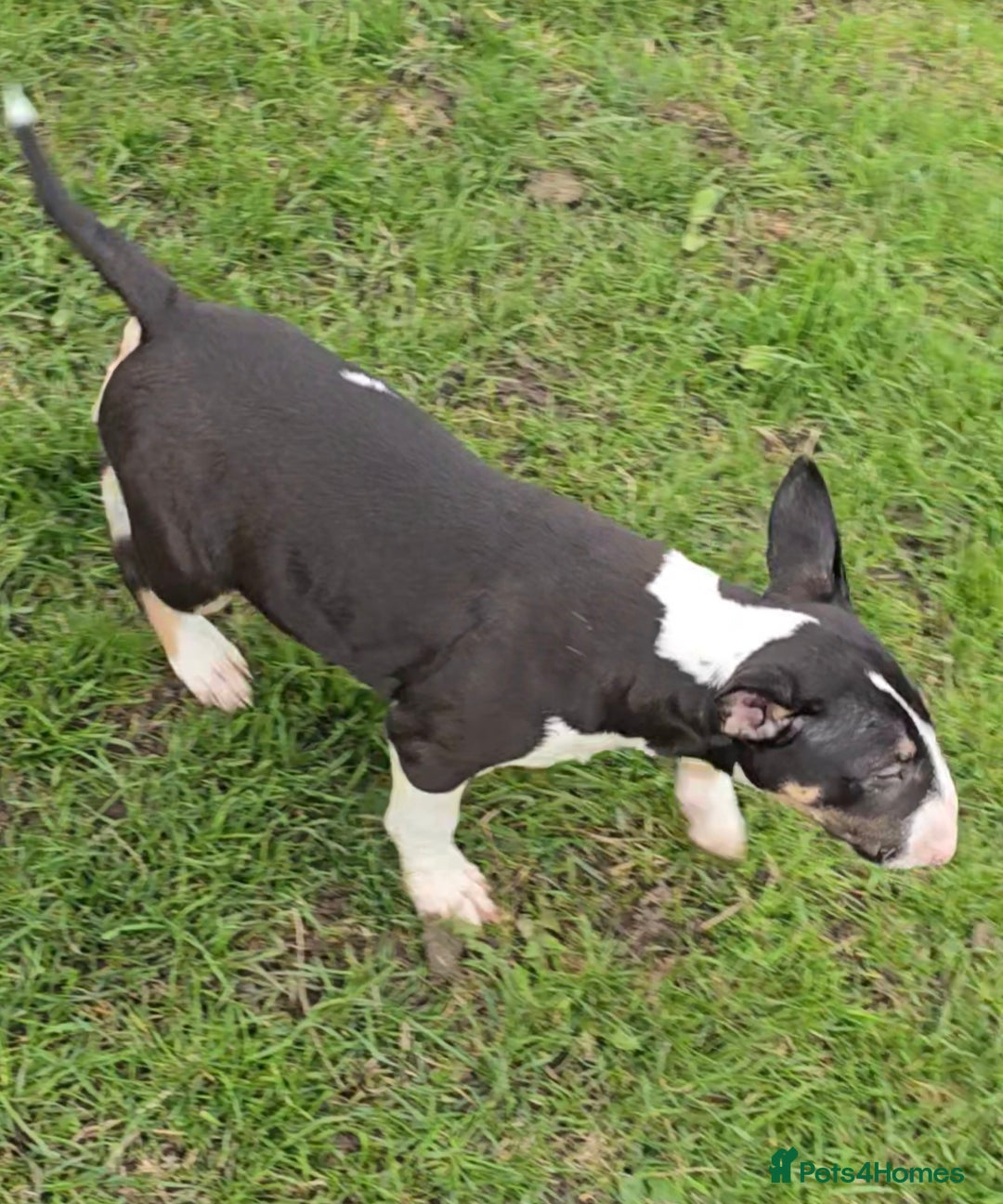 English Bull Terrier dogs for sale: Top Quality Health tested Pups  - Image 6