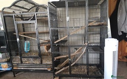 Chinchilla rodents for sale: Chinchilla pair and full set up - Image 1