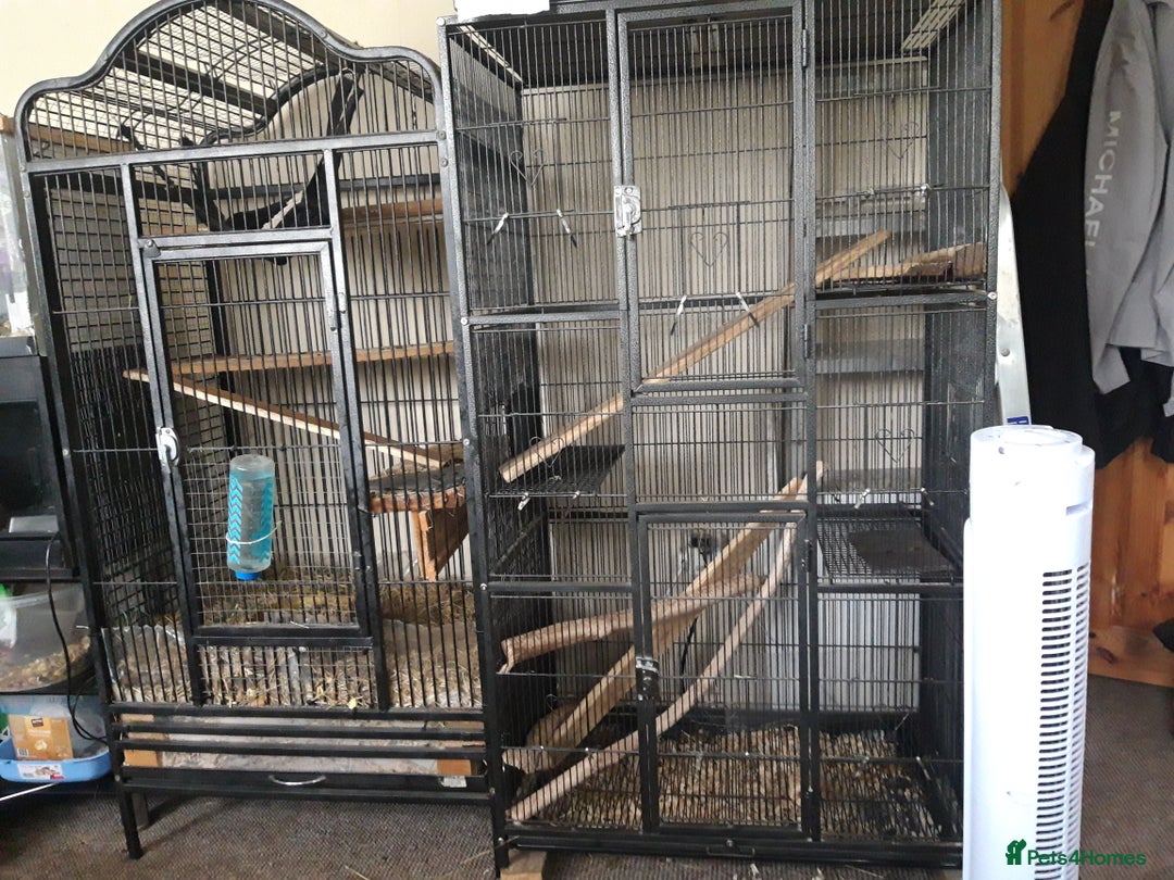 Chinchilla rodents for sale: Chinchilla pair and full set up - Image 1