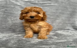 Cockapoo dogs for sale: Adorable Cockapoos looking for forever homes - Image 14