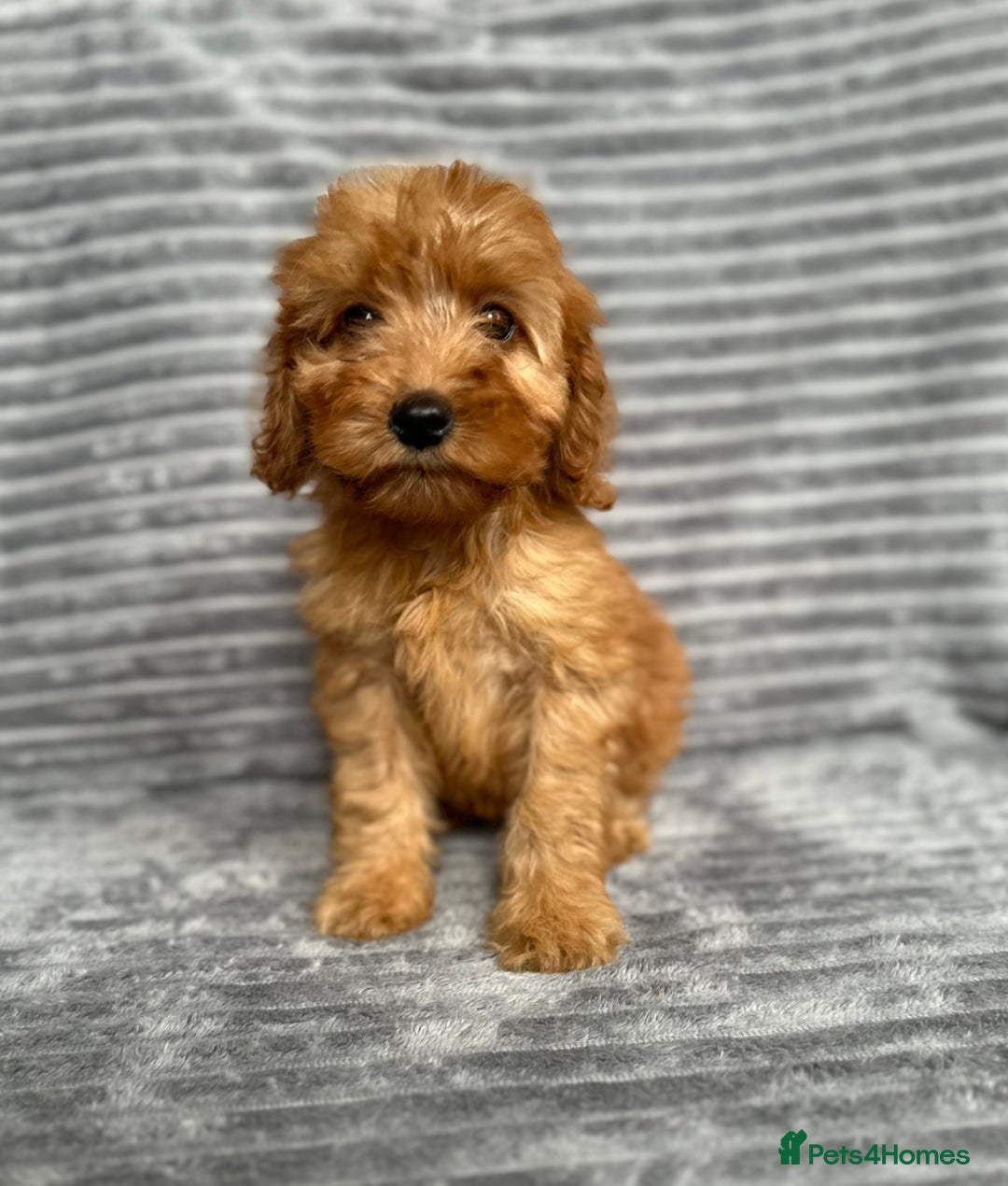 Cockapoo dogs for sale: Adorable Cockapoos looking for forever homes - Image 14
