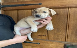 Great Dane dogs for sale: Beautiful Great Dane pups - Image 29