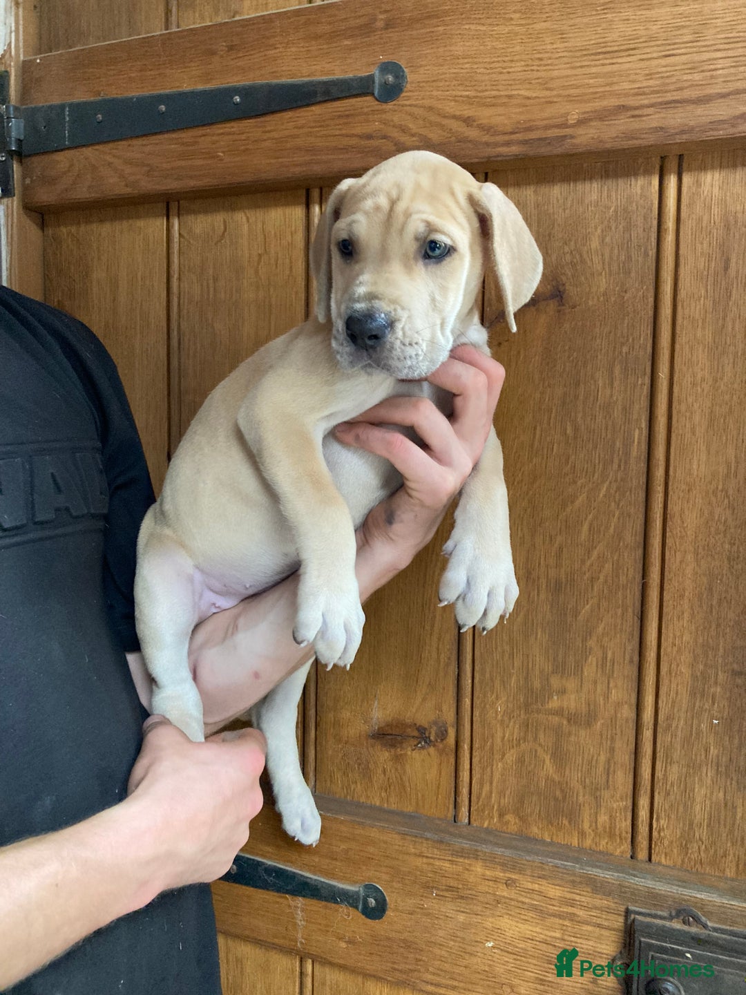 Great Dane dogs for sale: Beautiful Great Dane pups - Image 29