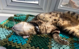 Birman cats for sale: Mixed Birman Tabby male cat  - Advert 4