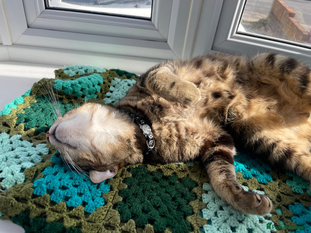 Birman cats for sale: Mixed Birman Tabby male cat  - Advert 4