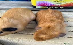 Guinea Pig rodents for sale: Funky guinea pigs - Image 5