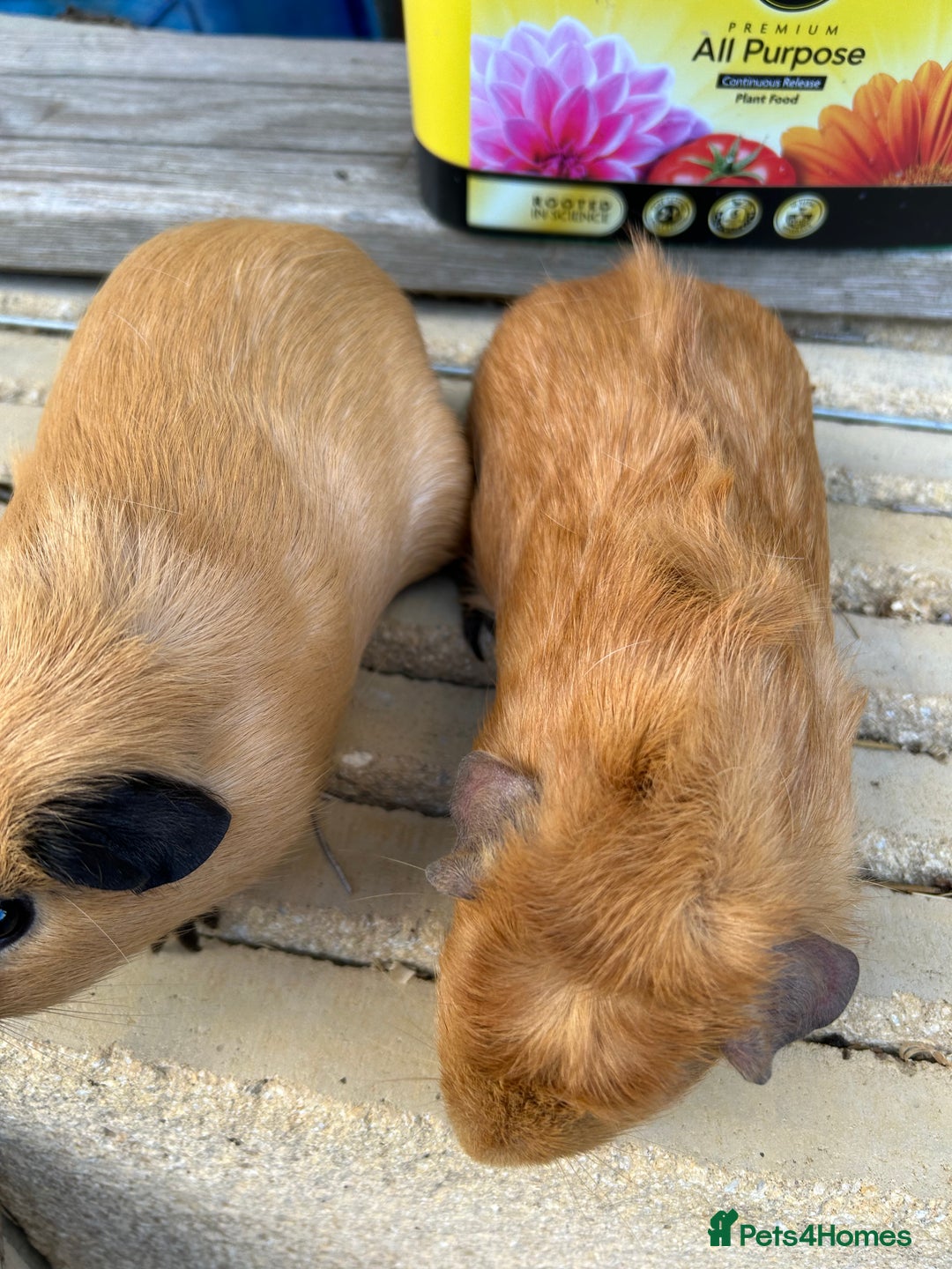 Guinea Pig rodents for sale: Funky guinea pigs - Image 5