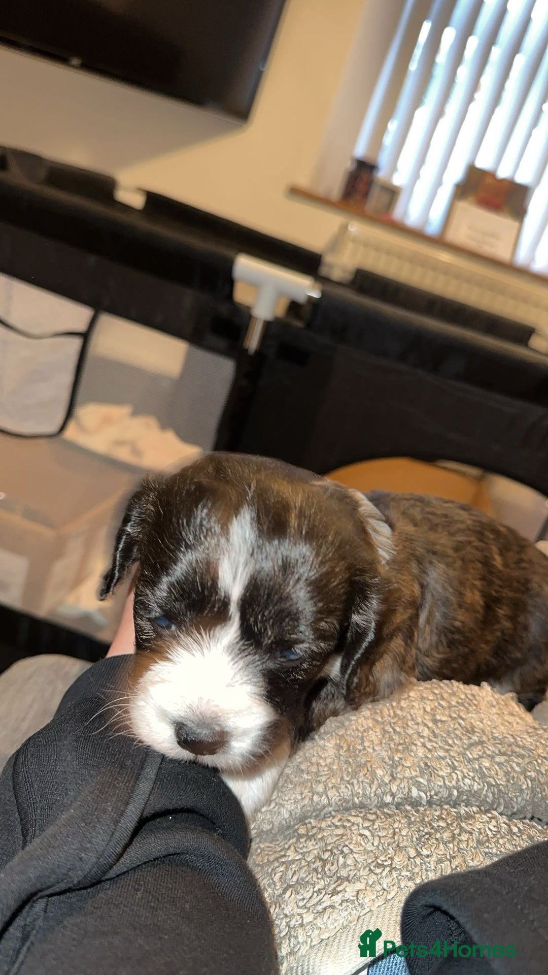 Mixed Breed dogs for sale: Beautiful puppies - Image 2