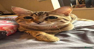 Bengal cats - Advert 5