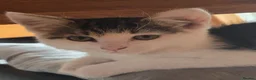 Mixed Breed cats for sale: Kittens are 10 weeks old for sale. - Advert 7