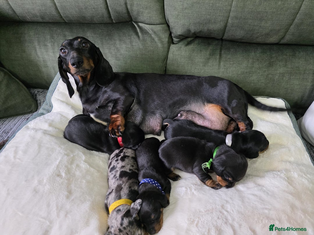 Dachshund dogs for sale: 4 Kc registred standard dachshund puppies  - Advert 10
