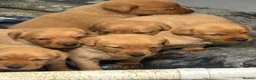 Labrador Retriever dogs for sale: Fox Red Labrador Puppies - Advert 1