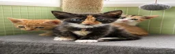 Mixed Breed cats for sale: Rare female ginger, & calico kittens - Advert 5
