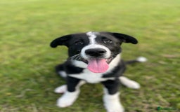 Mixed Breed dogs for sale: Elvis - Image 2