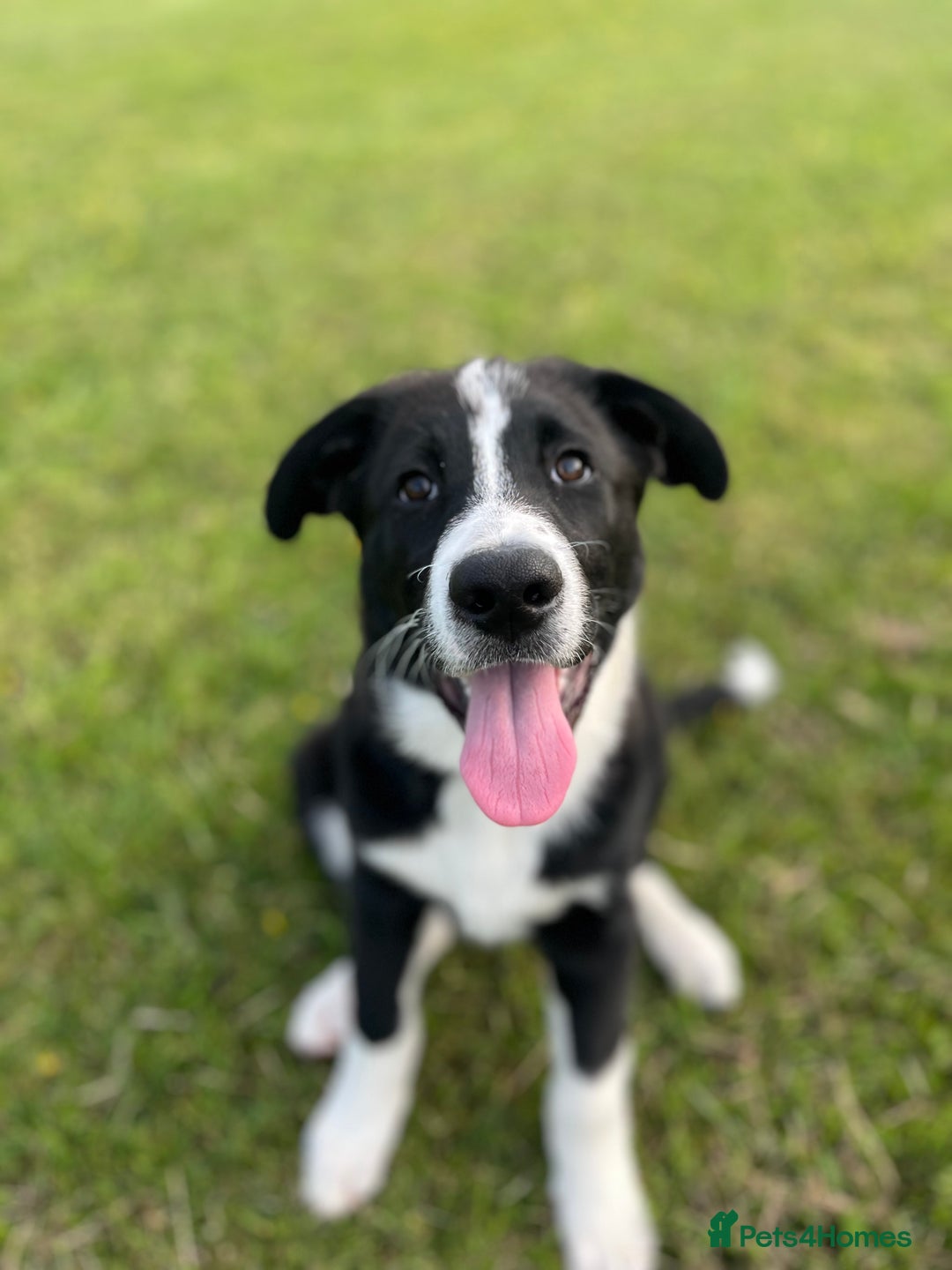 Mixed Breed dogs for sale: Elvis - Image 2