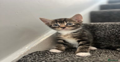 Domestic Shorthair cats - Advert 15