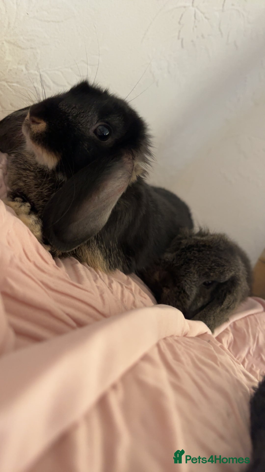 Mini Lop rabbits for sale: Mj and flop 💙 - Image 6