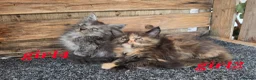 Maine Coon cats for sale: Maine coon kittens  - Advert 5