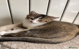 British Shorthair cats for sale: British short hair - Image 2