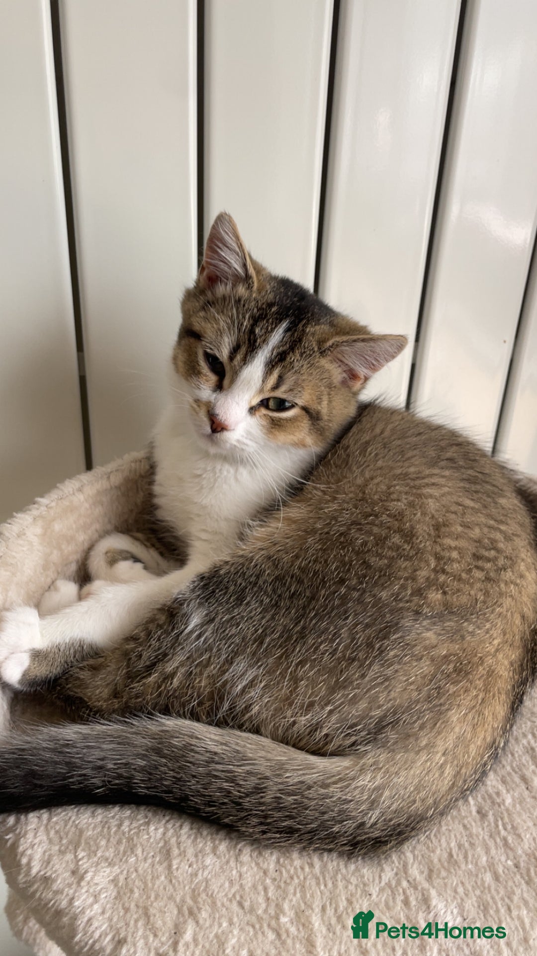 British Shorthair cats for sale: British short hair - Image 2