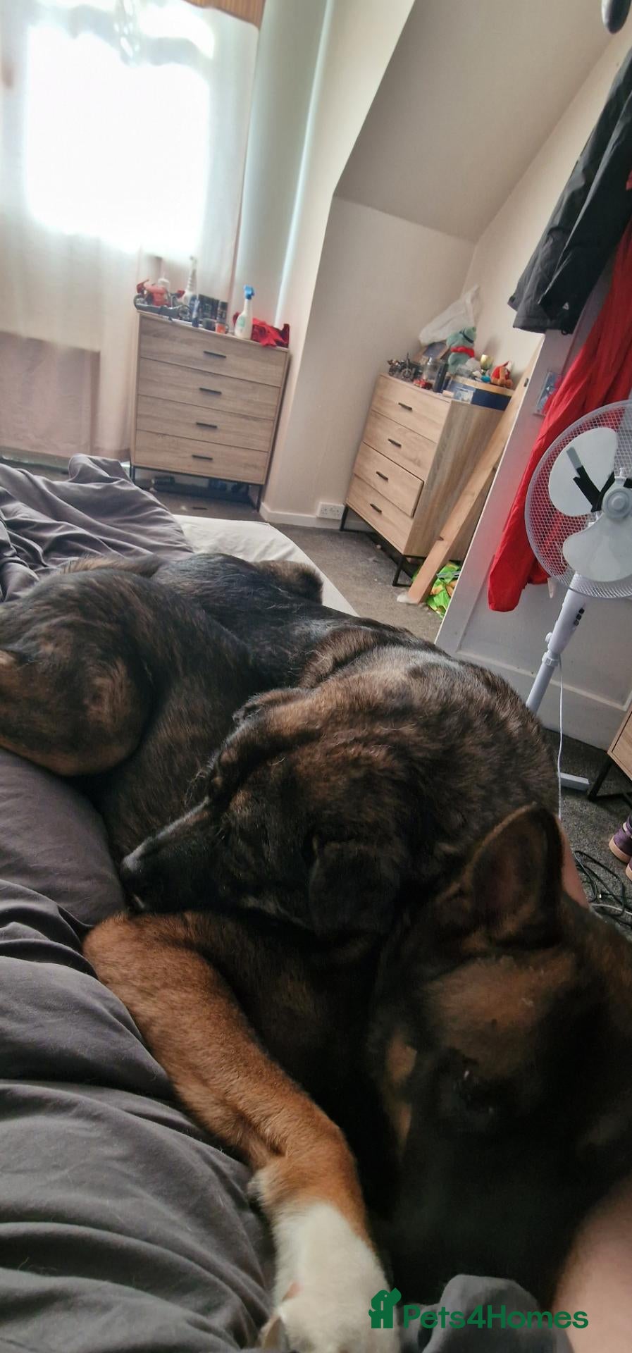 Mixed Breed dogs 11 Months Akita needing rehomed - Advert 5