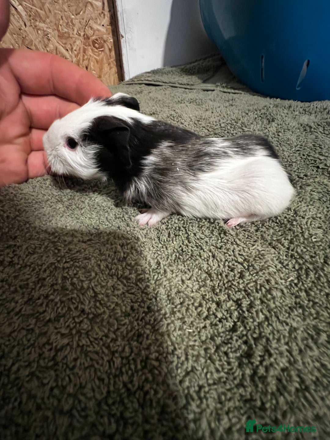 Guinea Pig rodents for sale: baby guinea pig - Advert 6
