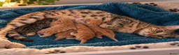Mixed Breed cats for sale: Bengal Mix Kittens – 4 ginger Boys & 1 tabbyGirl - Advert 1