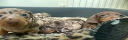 Miniature Dachshund dogs for sale: Funny happy miniature dachshund puppies - Advert 18