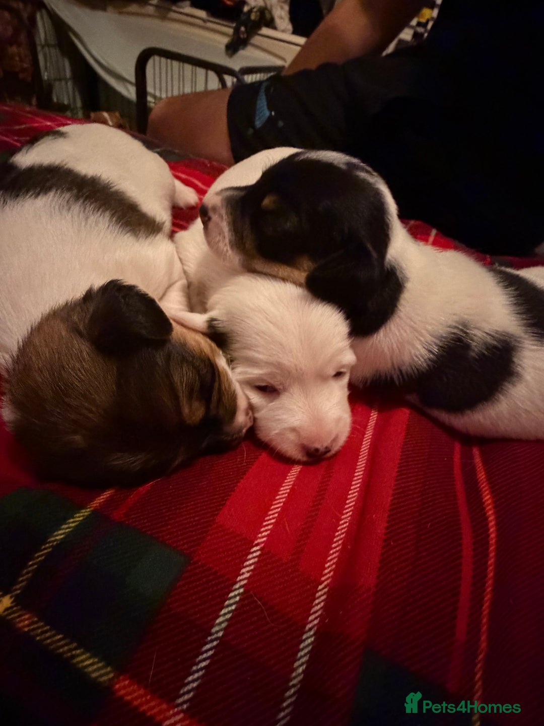 Jack Russell dogs for sale: Jack Russell puppies  - Advert 10