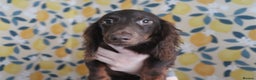 Miniature Dachshund dogs for sale: *LAST BOY * Long haired mini dachshunds😍 - Advert 3
