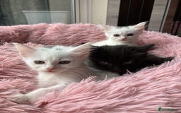 Mixed Breed cats for sale: Lovely little kittens for sale - Image 7