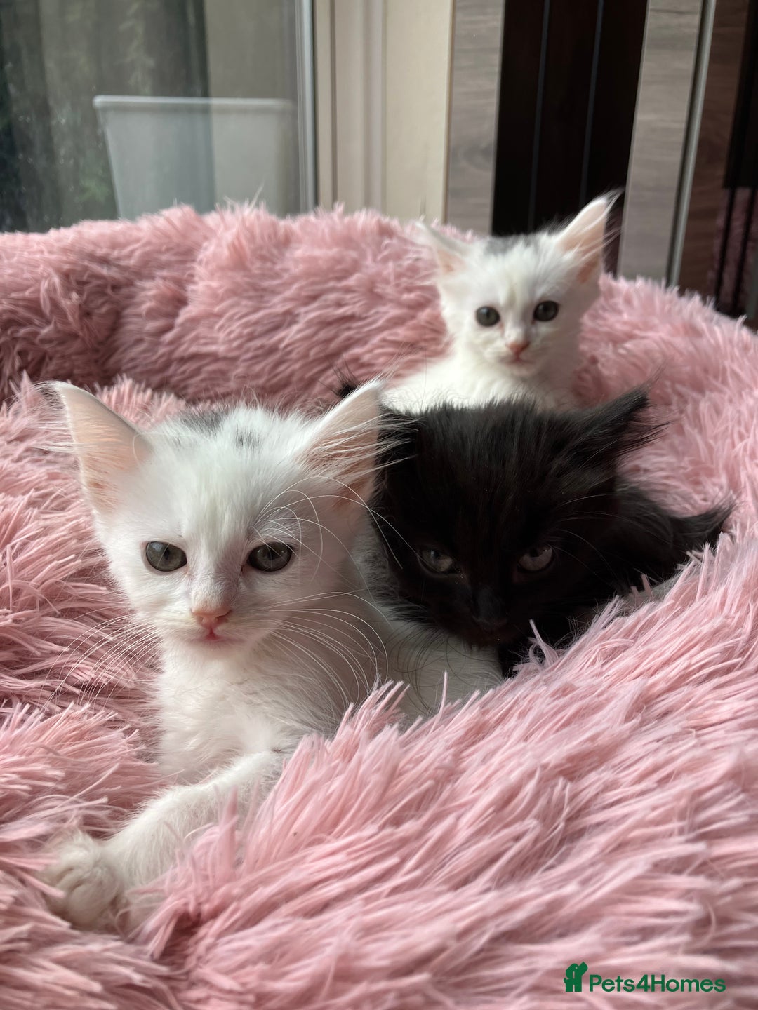 Mixed Breed cats for sale: Lovely little kittens for sale - Image 7