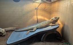 Bearded Dragon reptiles for sale: Bearded dragon  - Image 2