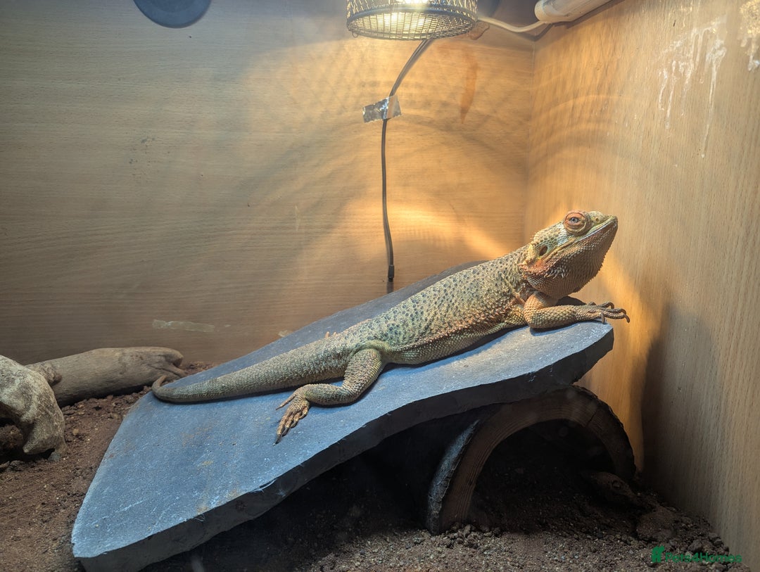 Bearded Dragon reptiles for sale: Bearded dragon  - Image 2