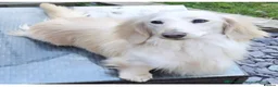 Miniature Dachshund dogs for sale: 7 Stunning Longhaired Cream KC Mini Dachshunds - Advert 5