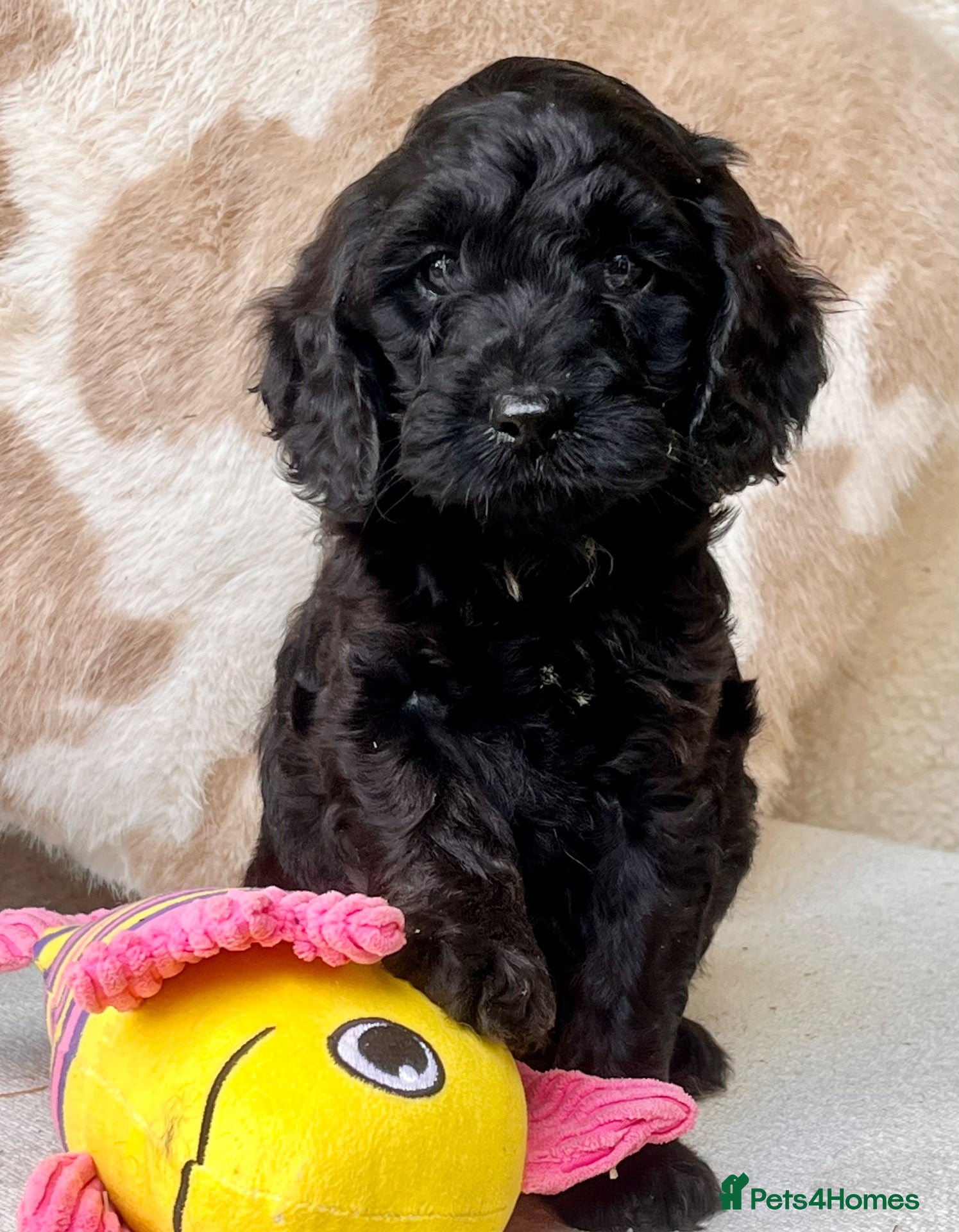 Cockapoo dogs Beautiful Cockapoo puppies  - Advert 2