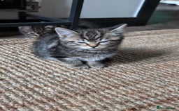British Shorthair cats for sale: Beautiful British short hair  - Image 23